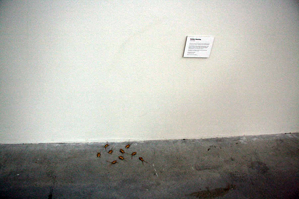 拿起拖鞋前先看仔細！鍍金的蟑螂雕塑（慎入：內有大量蟑螂）