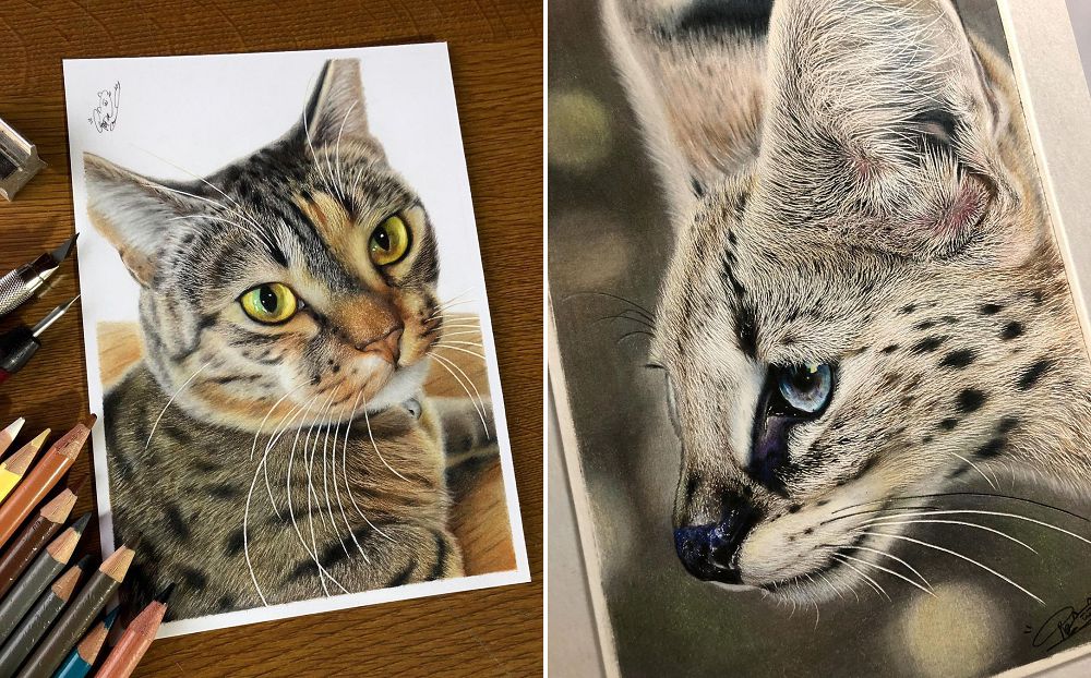 哪個貓咪是真是假？日本藝術家工藤陽輝的超寫實貓咪色鉛筆插畫