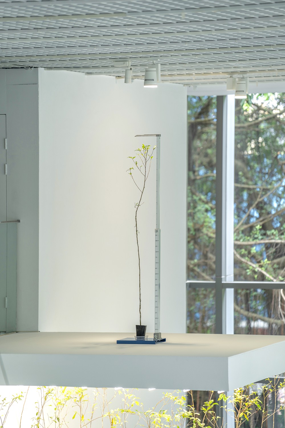 北師美術館《酷共生》展覽亮點！11組跨領域創作探討跨越物種的依存關係