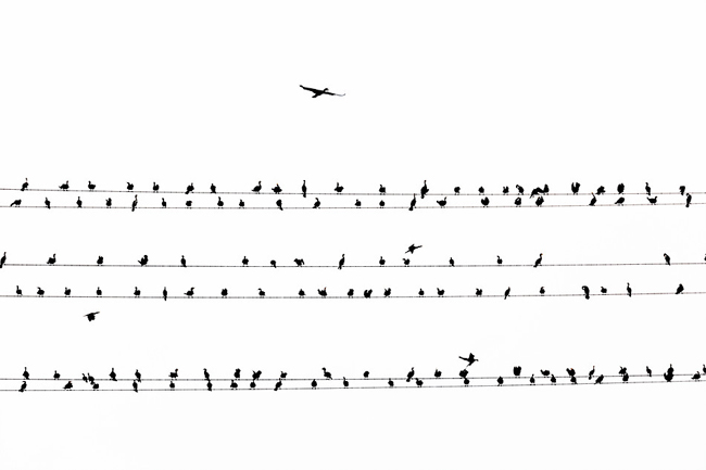 復仇的樂章！驚悚的東京黑鳥六線譜