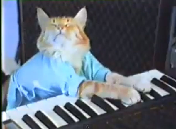 請準備好被萌到!網路上紅到發紫的 6 大名貓