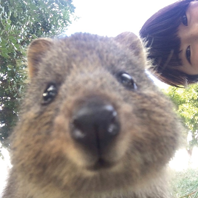 最佳自拍王是你!「短尾矮袋鼠收納包」不只收納,更能一起微笑自拍