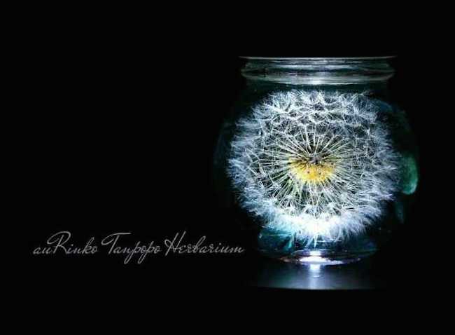 將輕柔浪漫捧在手中，日本罐中蒲公英飾品