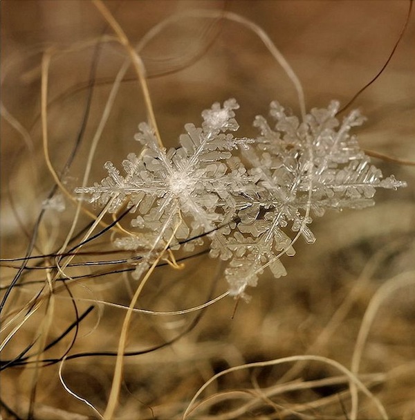 微距之美：精緻無比的微雪景