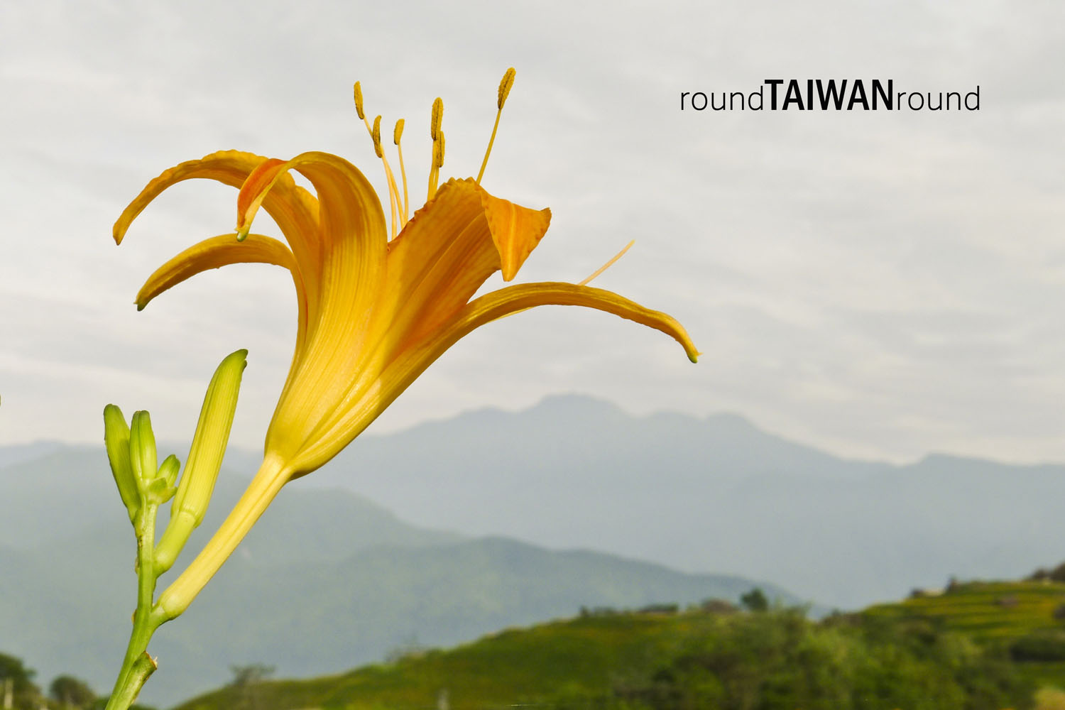 【台灣旅行】賞花去，好吃(?)又美麗的金針花之行
