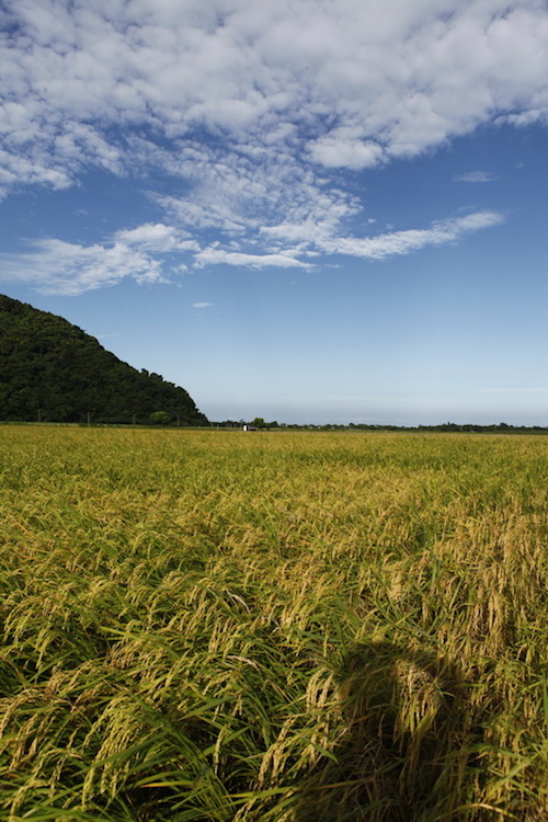 【玩體驗】稻田裡的餐桌－南澳熱血海陸饗宴