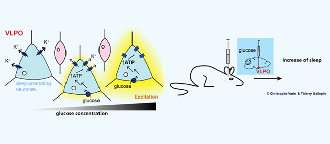 不給糖，腦袋就搗蛋！失眠吃顆糖，記得要刷牙