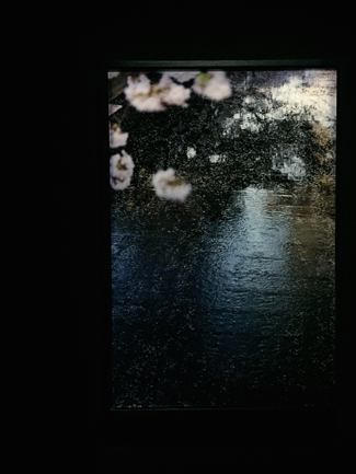 【觀展心得】惡女其實有顆溫柔的心 - 蜷川實花華麗至極，絢爛奪目的影像世界