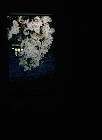 【觀展心得】惡女其實有顆溫柔的心 - 蜷川實花華麗至極，絢爛奪目的影像世界