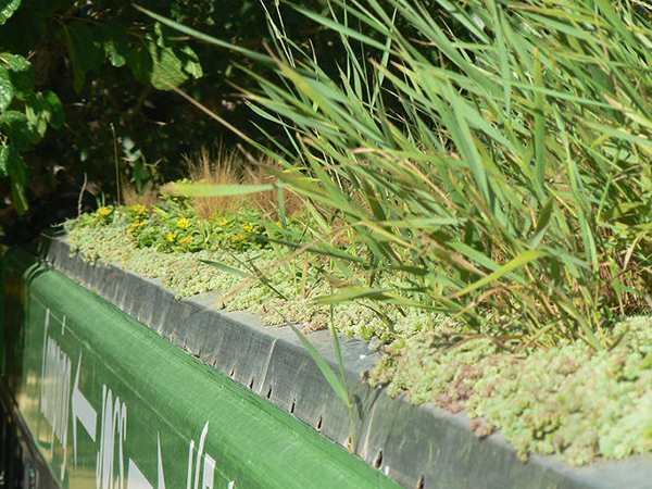 公車車頂綠化計畫,讓車內溫度明顯降低 3˚