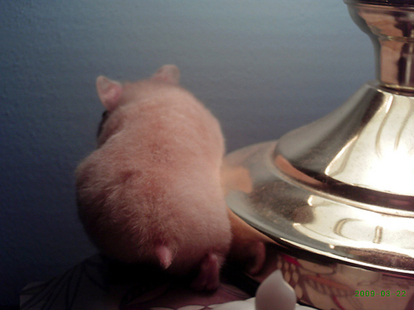 療癒新星！日本 Twitter 近期最流行的倉鼠屁屁