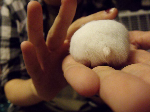 療癒新星！日本 Twitter 近期最流行的倉鼠屁屁