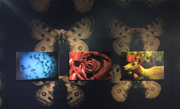 【觀展心得】惡女其實有顆溫柔的心 - 蜷川實花華麗至極，絢爛奪目的影像世界