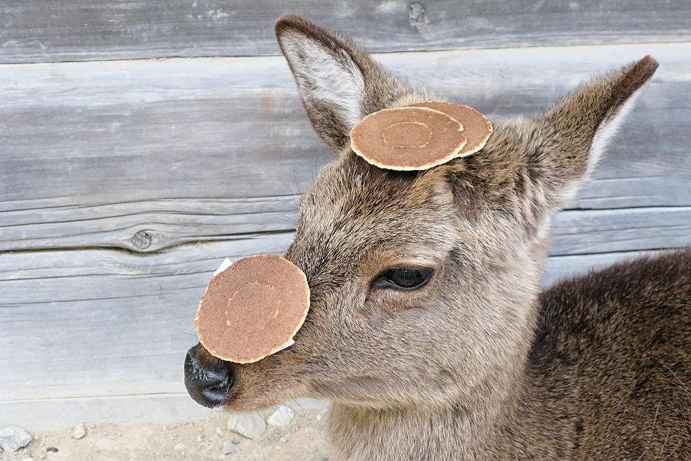 日本攝影師日下慶太眼中的幽默日常攝影！心中OS「那ㄟ安捏？」就是按下快門瞬間