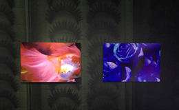 【觀展心得】惡女其實有顆溫柔的心 - 蜷川實花華麗至極，絢爛奪目的影像世界