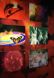 【觀展心得】惡女其實有顆溫柔的心 - 蜷川實花華麗至極，絢爛奪目的影像世界