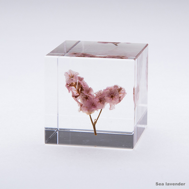 吉村紘一的標本方塊，將大自然封存於小宇宙