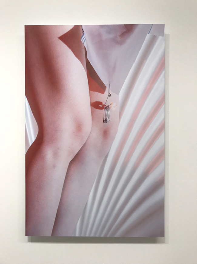 都市中的自然生態攝影 關於大野真人的「動」物寫真