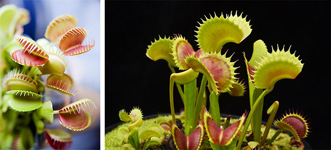 春夏居家除蟲幫手!4 種常見食蟲植物