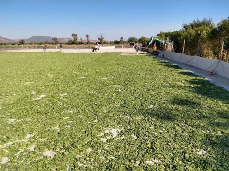 仙人掌製的純素皮革Desserto！墨西哥新創團隊打造有機植物環保皮革