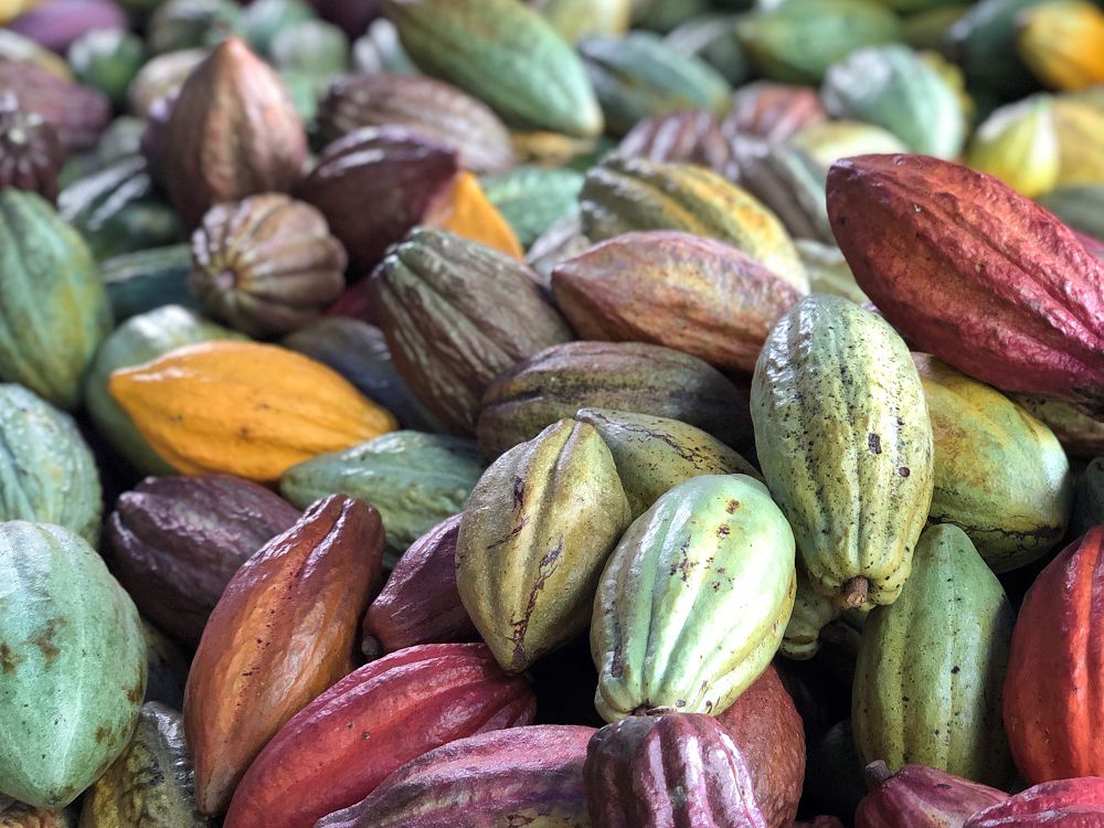 沖繩「喝的選品店 LIQUID」推可可工藝琴酒 T CACAO GIN 選用屏東可可為風味來源