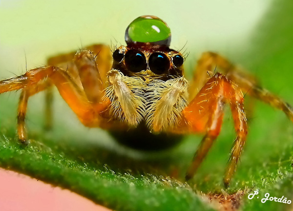 可怕的跳蛛頂著水珠一秒變可愛