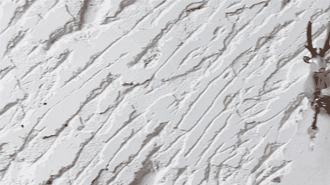 修繕也能與時尚畫等號！是壁掛更是工具的鹿角鉗 Dear Deer Pliers II