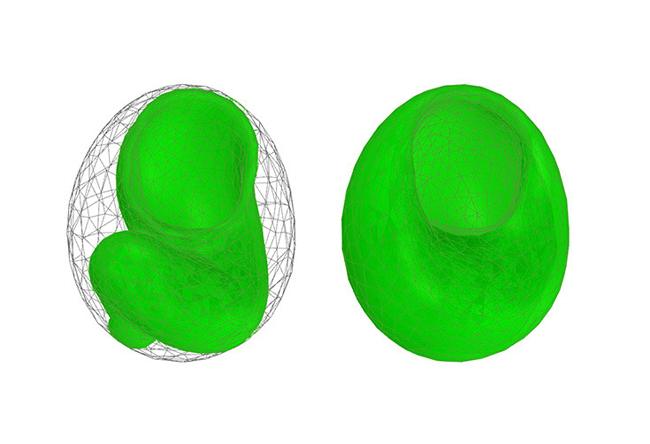 垃圾屋再見！房地產買賣公司的新客戶──寄居蟹