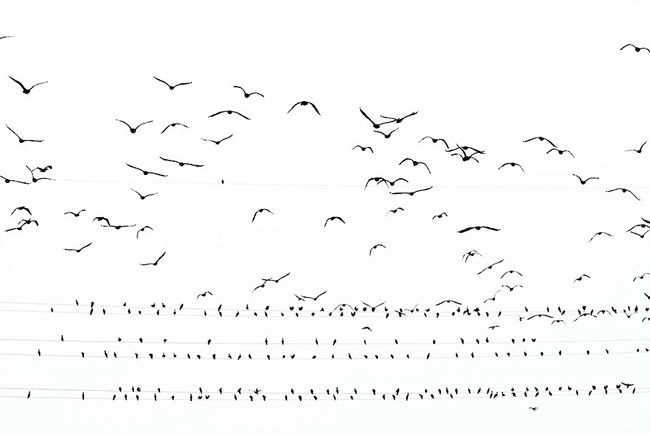 復仇的樂章！驚悚的東京黑鳥六線譜