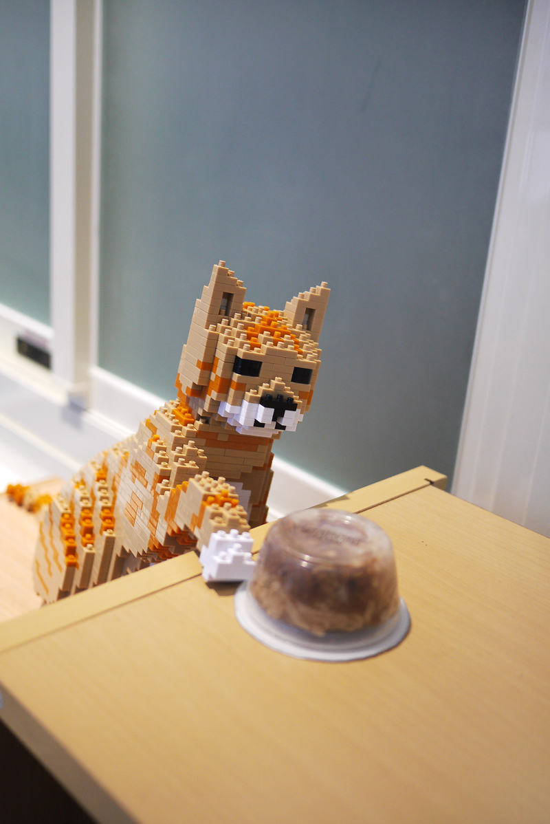 整個家都是我地盤！慵懶「樂高貓」貓生無憾啦