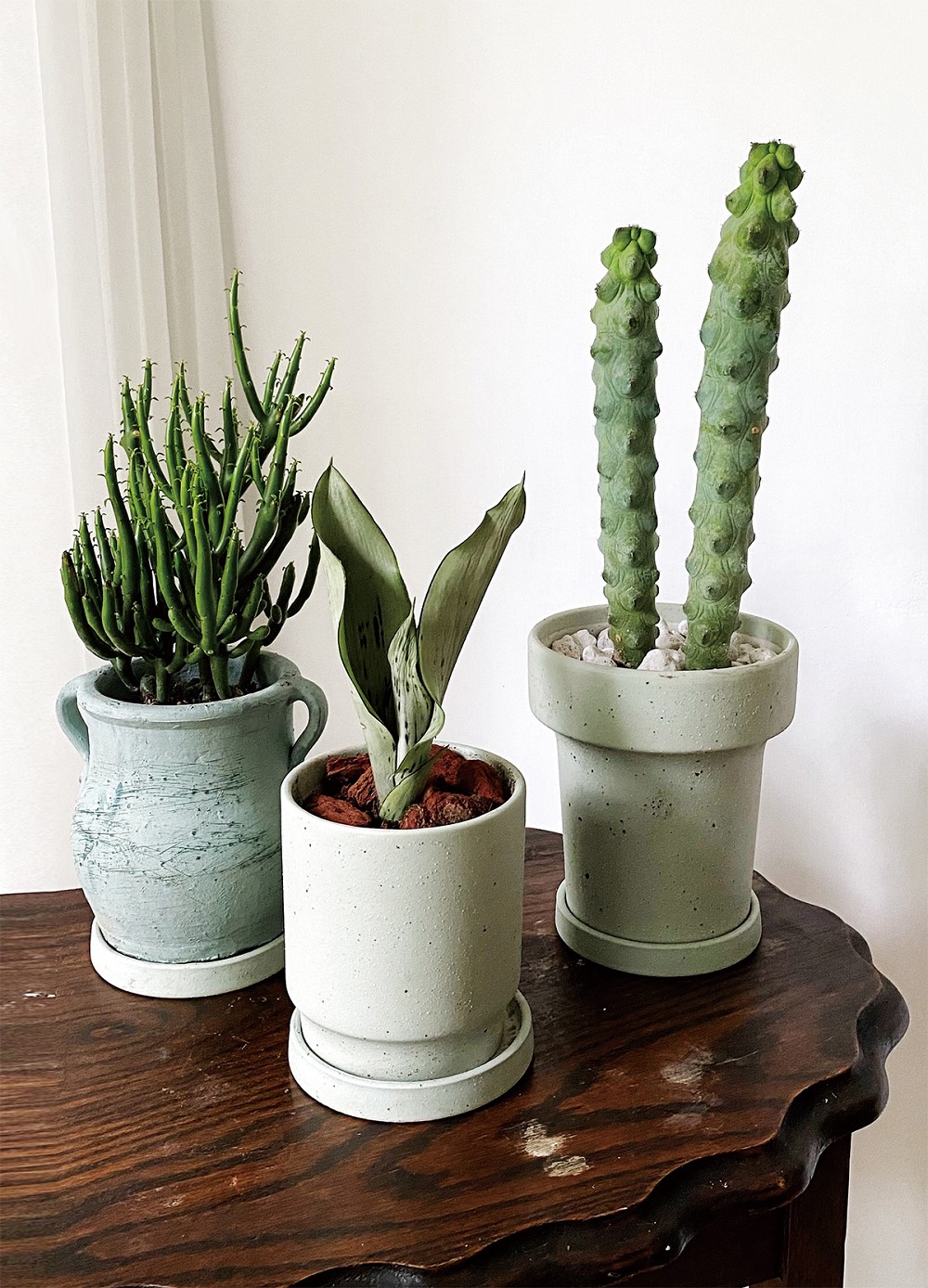 夏天植栽推薦！植物風格師Yuty的夏日綠意植物養護、空間佈置心法