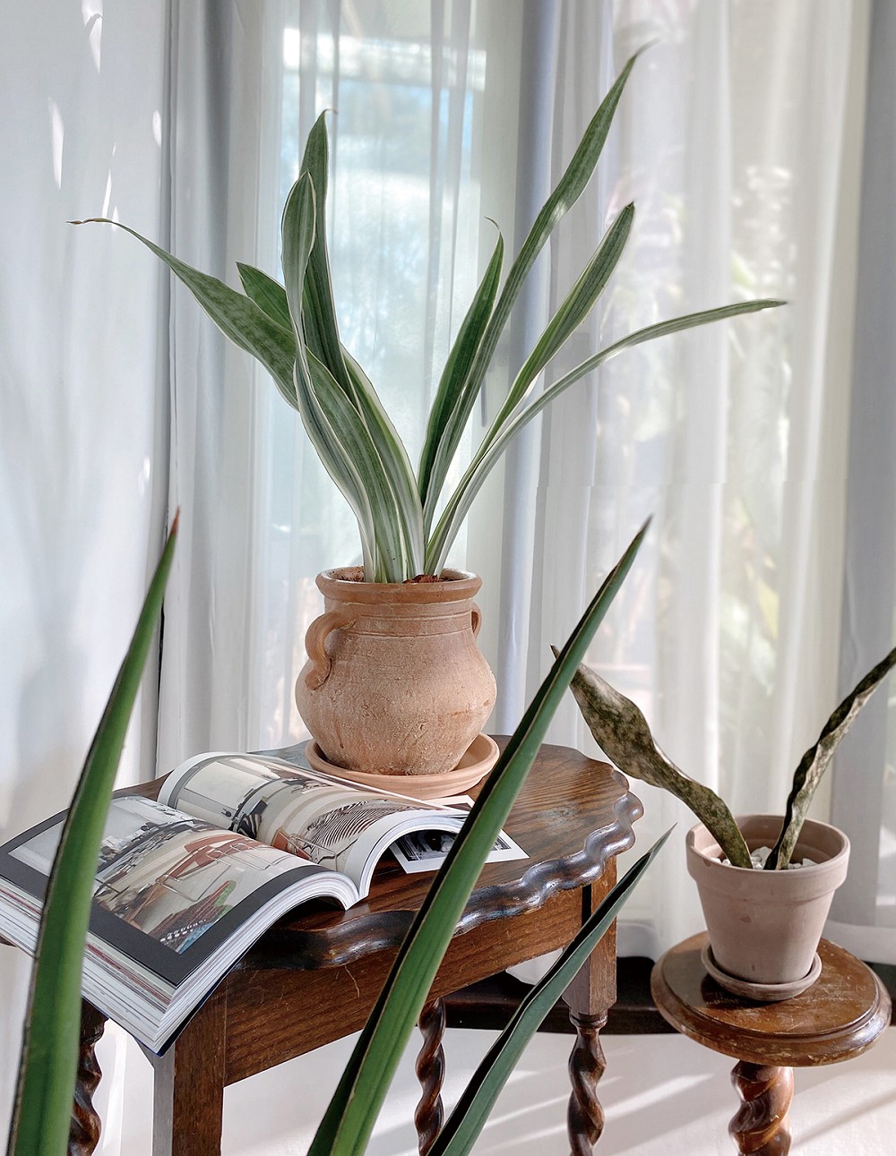 夏天植栽推薦！植物風格師Yuty的夏日綠意植物養護、空間佈置心法