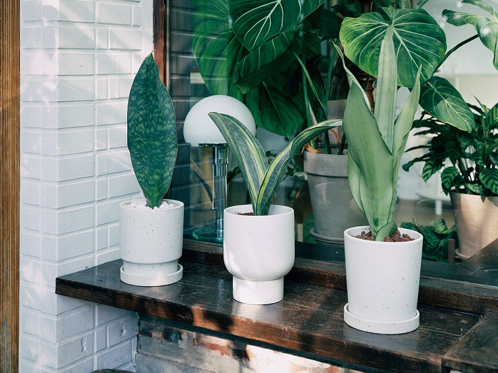 夏天植栽推薦！植物風格師Yuty的夏日綠意植物養護、空間佈置心法