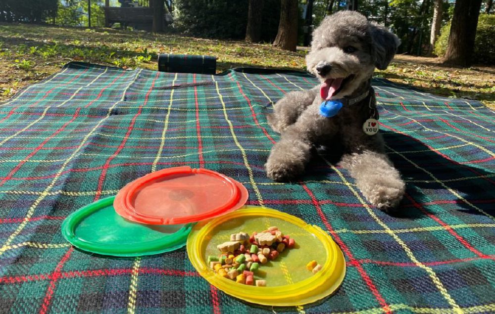 包餃子餐盤密封袋！韓國「Calzone」設計收納餐盤、可加熱多功能獲紅點設計獎