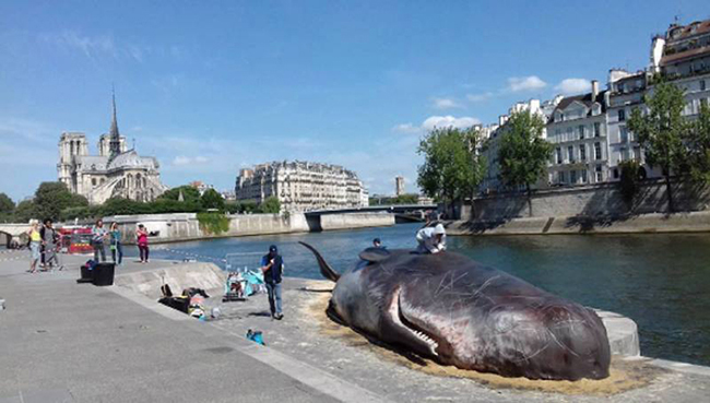 一覺醒來的震撼！抹香鯨「擱淺」塞納河畔