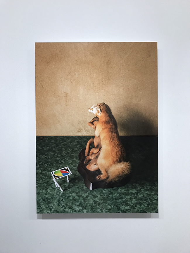 都市中的自然生態攝影 關於大野真人的「動」物寫真