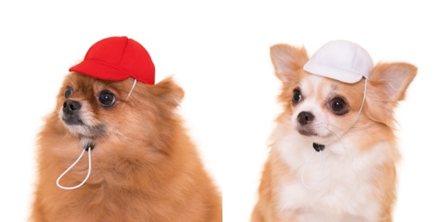 「狗狗頭套扭蛋」第三彈!化身小一犬生上學去