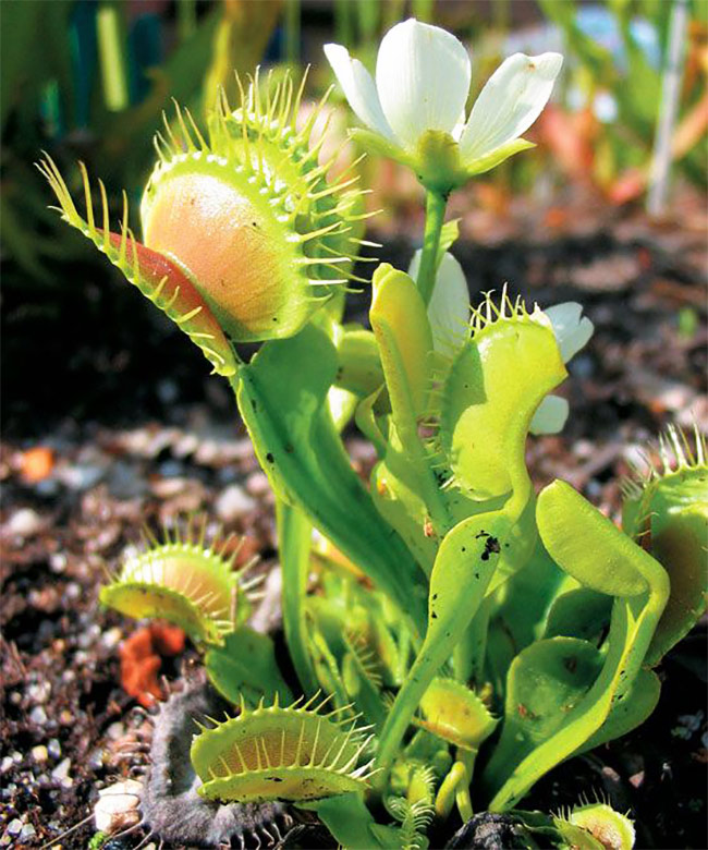 春夏居家除蟲幫手!4 種常見食蟲植物