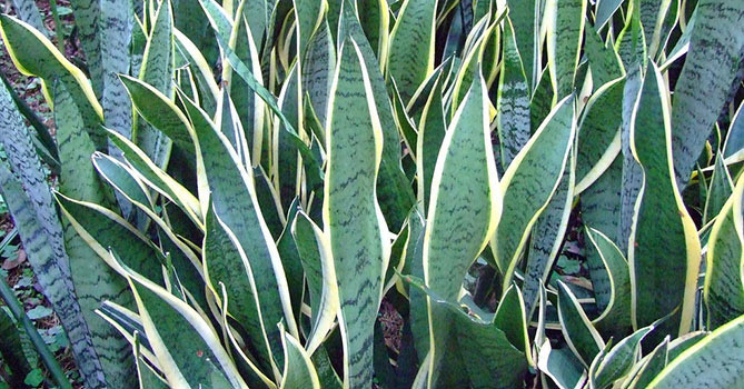 【長知識】天然空氣清淨機，五種居家吸塵植物。