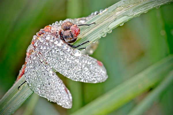 如水晶藝品般的昆蟲微距攝影