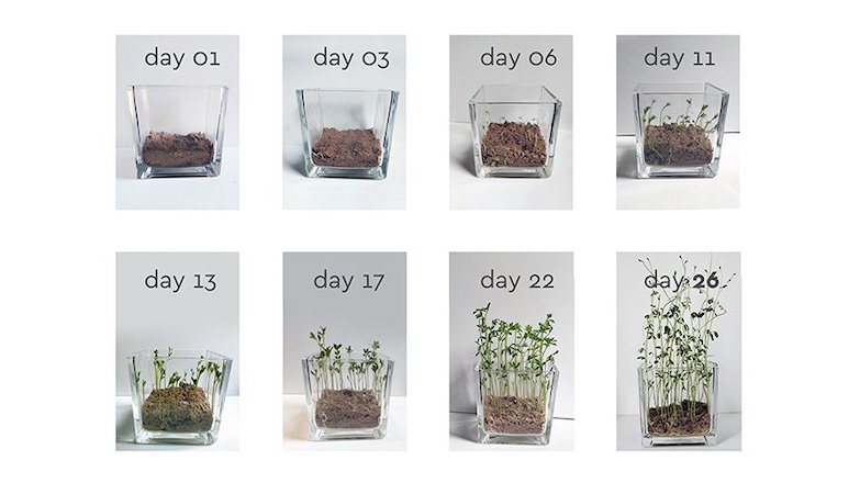 包裝 = 種籽＋土壤？希臘設計師創意打造會發芽的超「生氣」環保雞蛋盒 biopack！