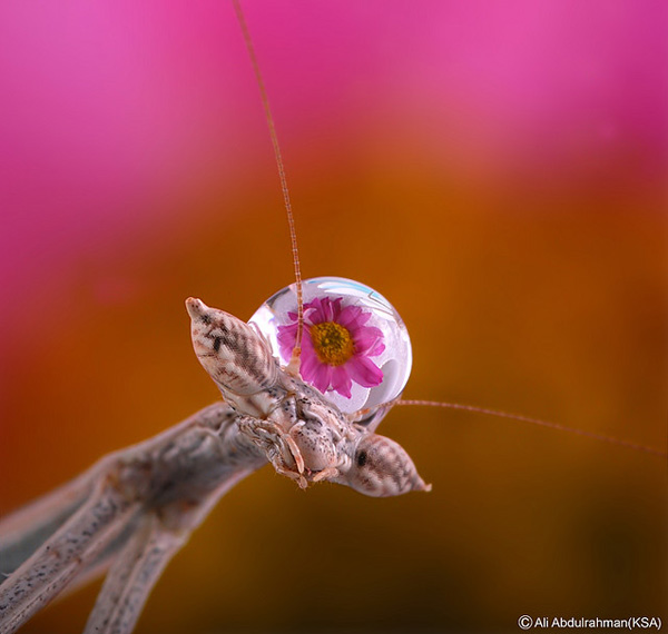 可怕的跳蛛頂著水珠一秒變可愛