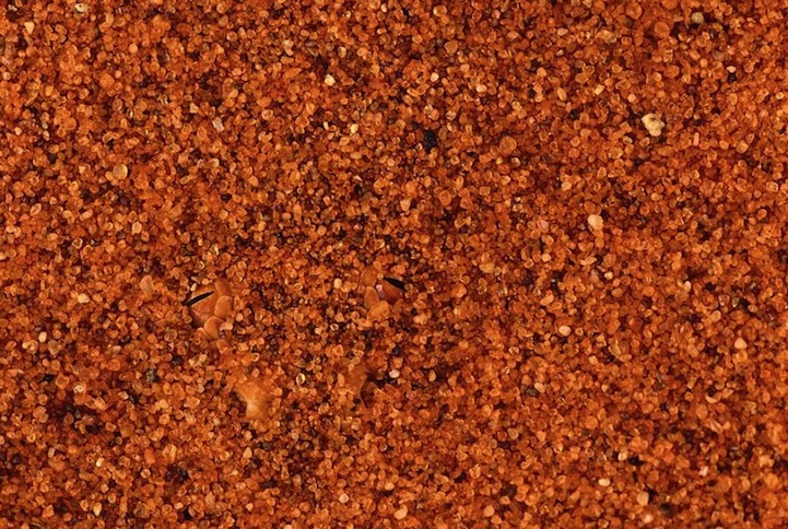 大自然動物隱身術!美國攝影師Art Wolfe考驗你眼力的「偽裝動物」保護色攝影