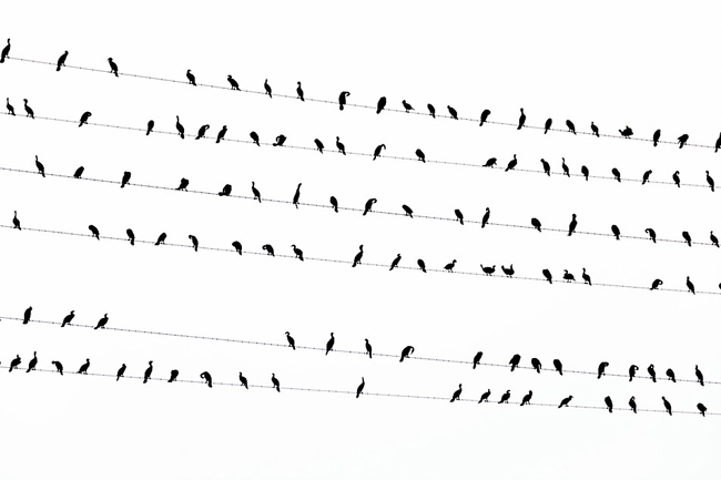 復仇的樂章！驚悚的東京黑鳥六線譜