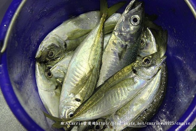 【玩體驗】基隆海釣體驗！化身富豪開遊艇還能帶回滿滿漁獲