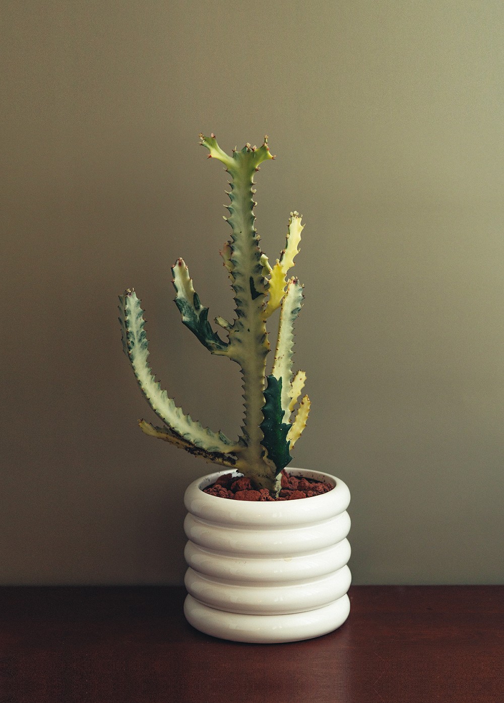 夏天植栽推薦！植物風格師Yuty的夏日綠意植物養護、空間佈置心法