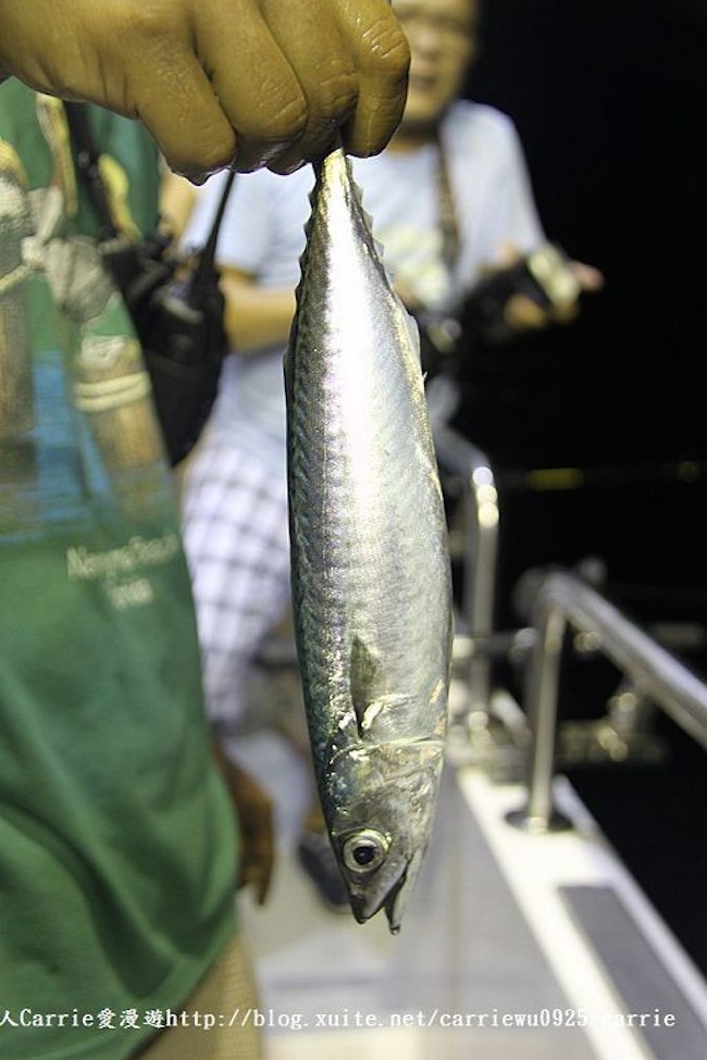 【玩體驗】基隆海釣體驗！化身富豪開遊艇還能帶回滿滿漁獲