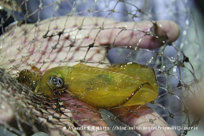 【玩體驗】基隆海釣體驗！化身富豪開遊艇還能帶回滿滿漁獲