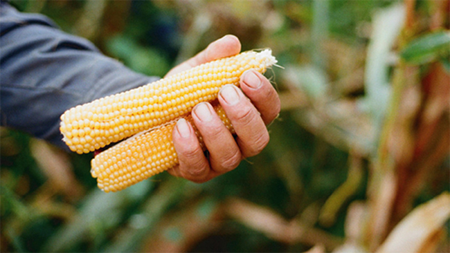 用整支玉米爆出來的健康原味！台灣農地契作 Cornmeleon 有梗爆米花