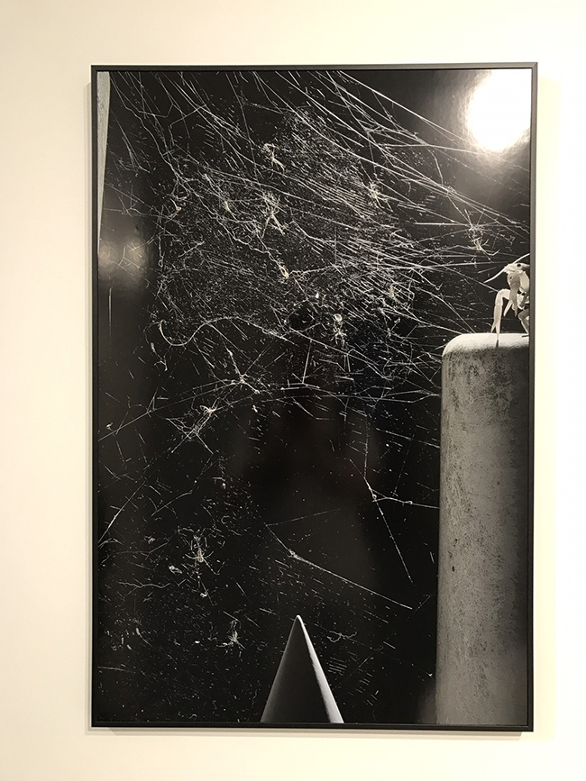 都市中的自然生態攝影 關於大野真人的「動」物寫真